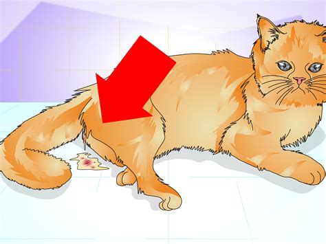 How To Tell If A Cat Is Spayed Steps With Pictures Wikihow
