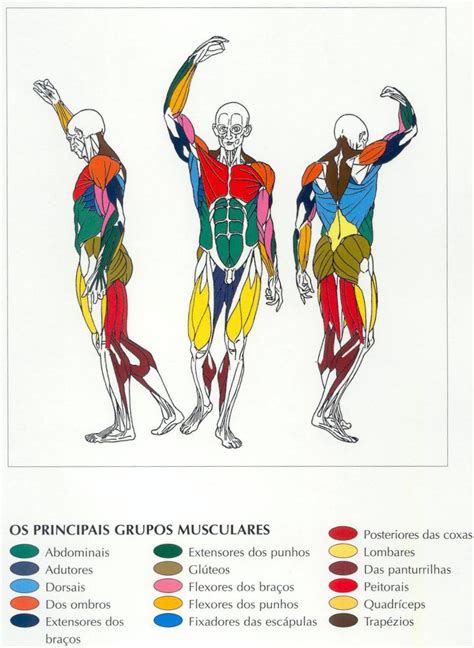 EDUCAÇÃO FÍSICA Principais Grupos Musculares
