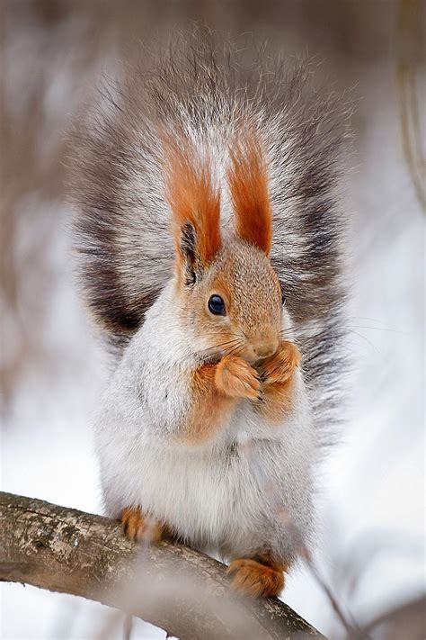 Tiere haben aufgrund der niedrigen temperatur im winter eine. Winterbilder Tiere Als Hintergrundbild - Kostenlose Winter ...