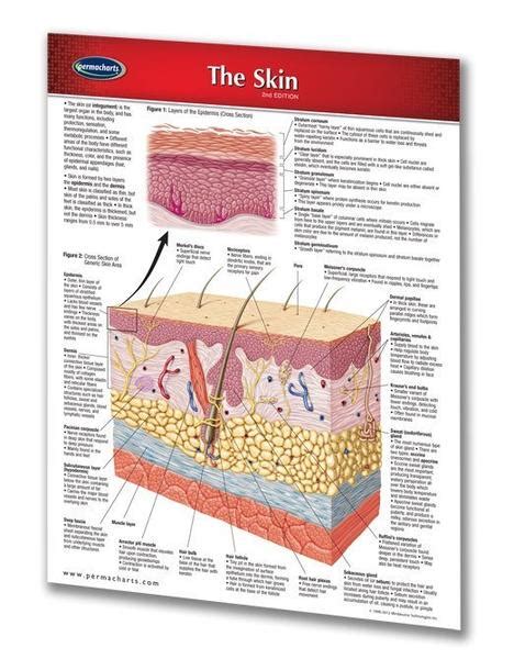 Skin Laminated Quick Reference Guide 8 12 X 11 Whole Body Healing