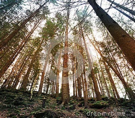 Beautiful Pine Forest Stock Photo Image Of Outdoors 67539138
