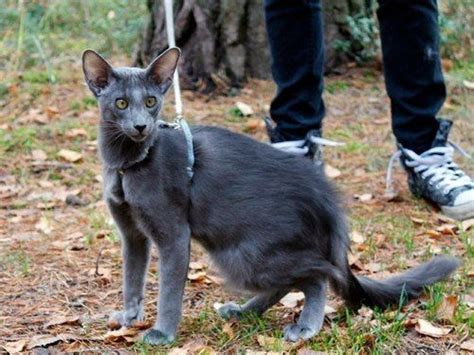 It was formerly known as the british angora before being renamed in 2002 by british cat fancies in order to avoid confusion with the turkish angora. Pin on Cats