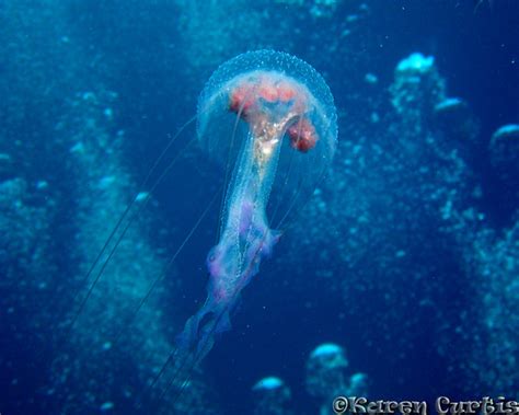 Luminescent Jellyfish Pelagica Noctiluca Phrixus Nyx Flickr