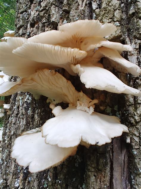 Indiana Morel Mushrooms Gathering Morel Mushroom Spores To Grow Lex