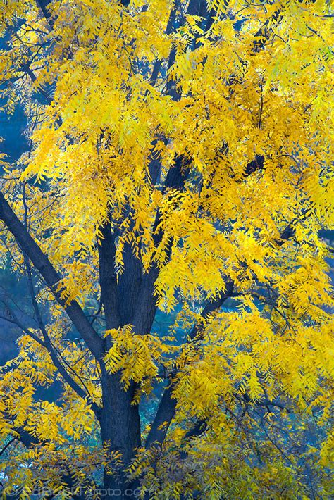 Black Walnut Juglans Nigra Tree Yellow Leaves In Autumn Edbookphoto
