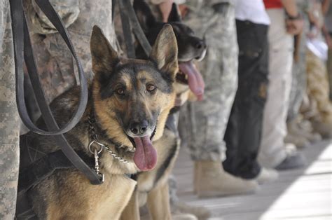 Baggrunde Hund Soldat Hær Mindesmærke Militær Ceremoni Fallen