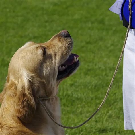 How To Train Your Golden Retriever To Stop Barking Golden Hearts