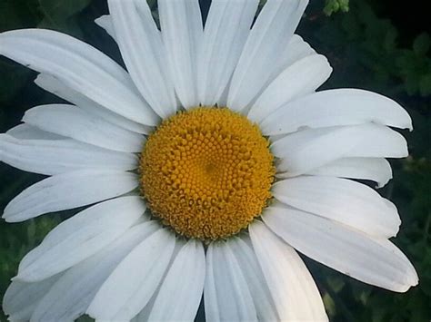 Shasta Daisy Plants Shasta Garden