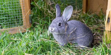 30 Amazing Rabbit Facts 3 Is Unbelievable Rabbit Care Basics