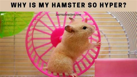 Why Is My Hamster So Hyper 4 Tips To Calm Hamster 2023