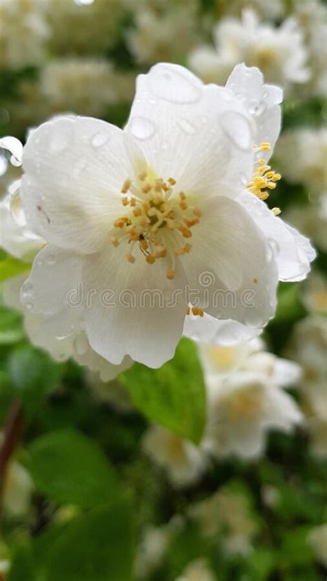 Flowering Jasmine Bushes In Summer Close Up Stock Photo Image Of