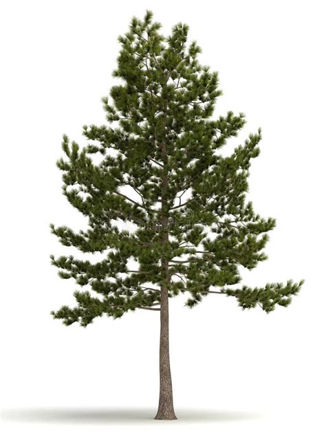 Single Pine Tree Royalty Free Stock Photo Image 37351775