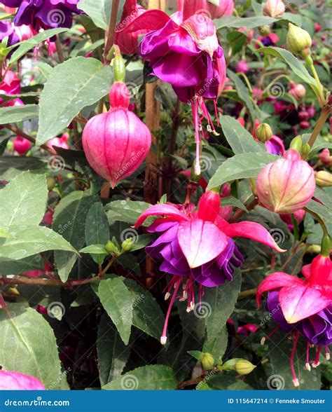 Bright Colored Fuchsia Flowers Blossoming During Early Summer Stock