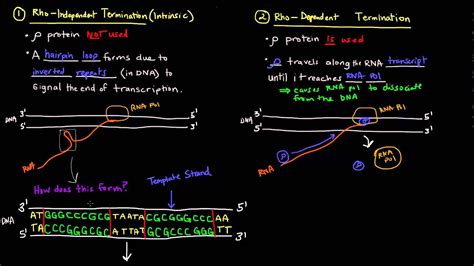 Transcription Part Of Termination In Prokaryotes Youtube