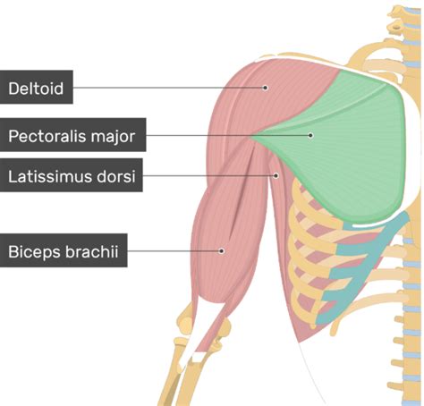 Interactive animations and diagrams for desktop. Pectoralis Major Muscle - Attachment, Action & Innervation