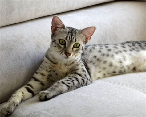 Cat Egyptian Mau Breed Description Characteristics Appearance