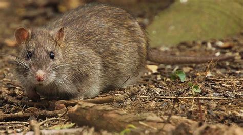 Rats And Mice Wildlife Illinois