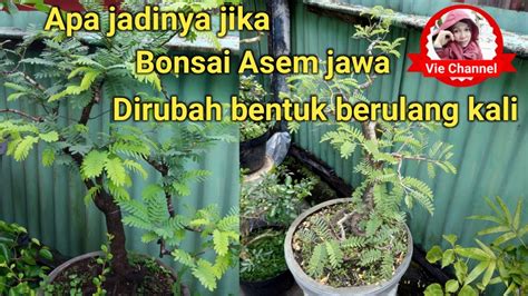 Kali ini saya ingin membawa anda melihat bonsai pokok asam jawa yang saya tanam dari biji dan kini makin membesar. Cara membentuk bonsai asam jawa - YouTube