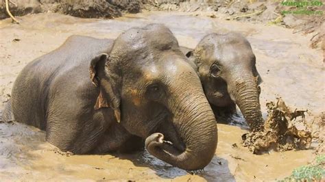 “nut Herd” Four Elephants Begin New Lives Thanks To Indias Biggest
