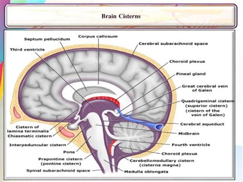 Cisterns Anatomy Anatomical Charts And Posters
