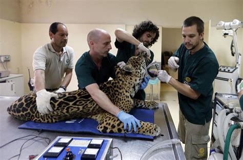 El médico veterinario es un profesional con un sólido dominio de los conocimientos científicos, métodos de análisis y técnicas propias de las ciencias el médico veterinario tiene un amplio campo de desempeño profesional, que abarca salud animal, salud pública veterinaria, protección del. 21 de julio día del Médico Veterinario en Venezuela