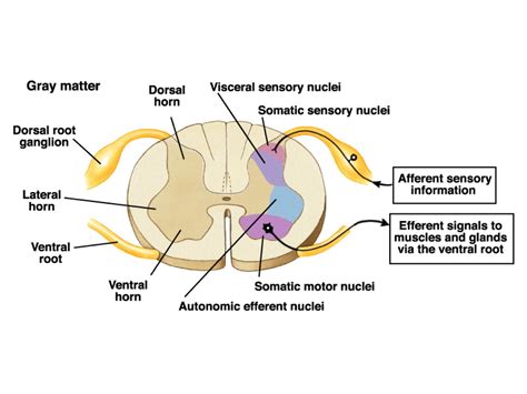 In this article, learn how useful backbone can be for creating. Spinal Cord: Human anatomy and Diagram | sciencekeys