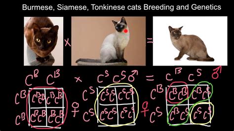 These precious pets have a great tendency to talk to people whom they are affectionate with. Burmese, Siamese, Tonkinese cats Breeding and Genetics ...