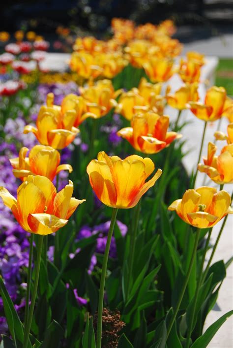 Free Images Nature Flower Petal Bloom Tulip Spring Color
