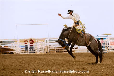 Rocky Boy Rodeo Saddle Bronc Rider Marty Young Bear On Rocky Boy Indian