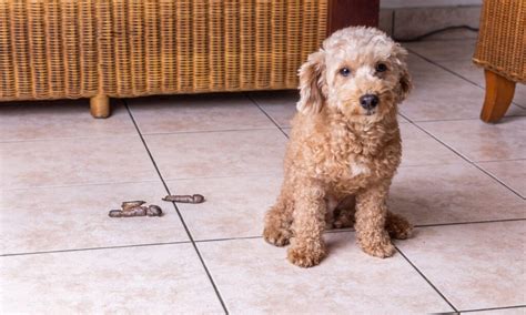 How To Clean Dog Poop From Various Surfaces The Dogington Post