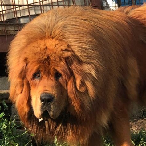 Lion Dog Star Tibetan Mastiff Kennel Targu Mures