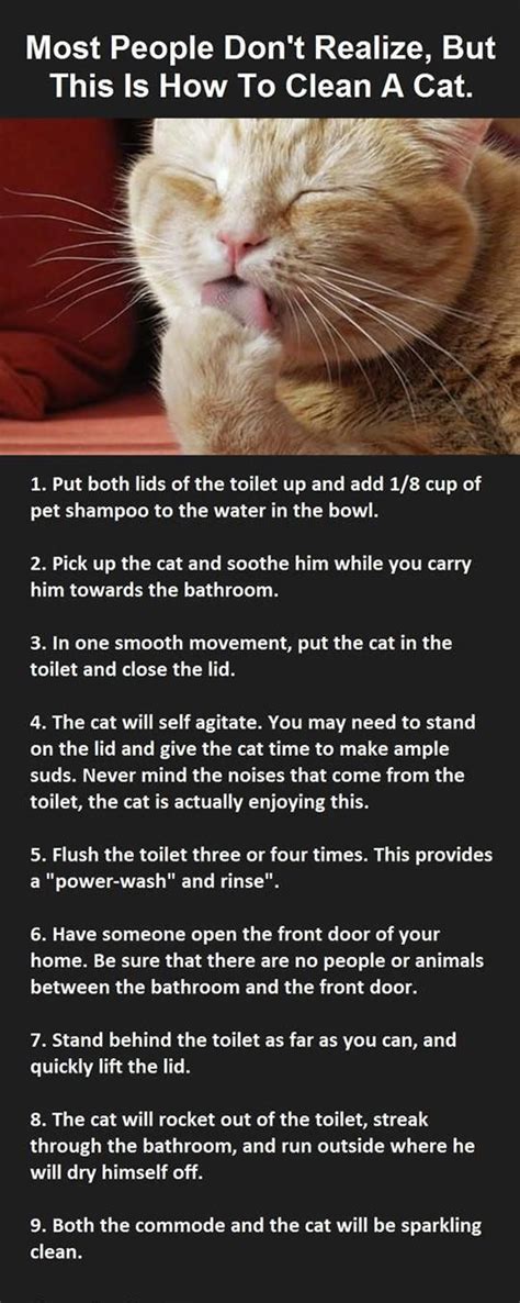 Cats are super cute and funny. How to clean your cat in 2020 | Katzen, Memes, Reinigen