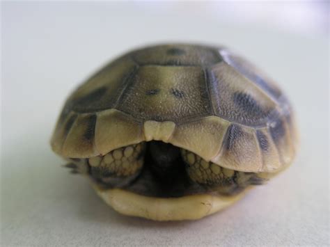 Animaux À Carapace Tortue à Carapace Molle Turtle Animals