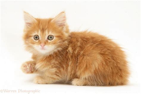 Ginger Maine Coon Kitten Photo Wp19014