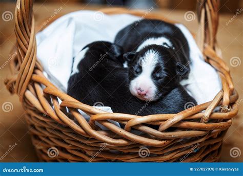 Adorable Newborn Border Collie Puppies In Basket Stock Photo Image Of