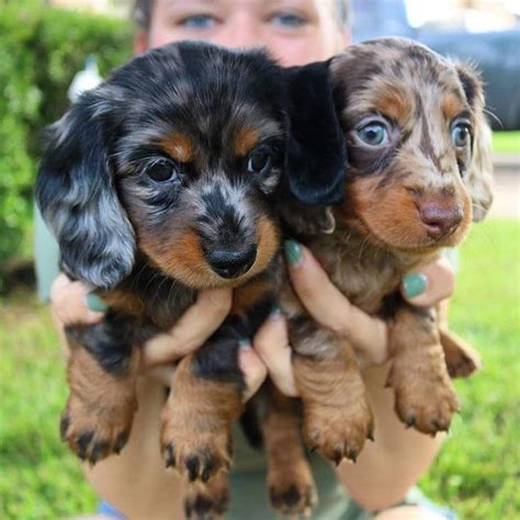 Dachshund Dog Breed Temperament Health Issues Grooming And Living