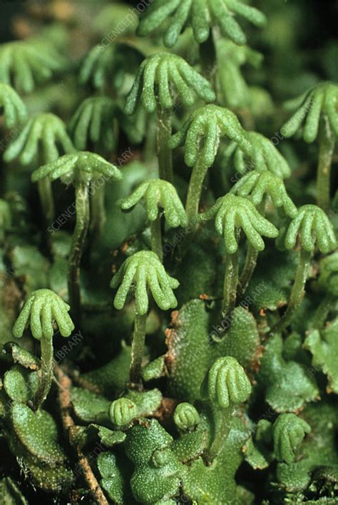 Home » diagram labels » well labelled diagram of a liverwort. Liverwort, Marchantia - Stock Image - B400/0053 - Science ...