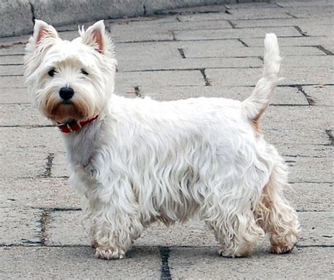 Fourche Terrier Westie Yorkie Mix Info Puppies Pictures