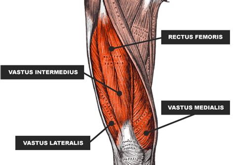 Your quadricep muscles, also known as quads, consist of four muscles that compose the front of your leg; Quadriceps Injuries: Your Questions Answered | rugbystore Blog