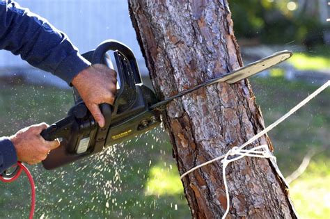 Tree Removal Stump Grinding Highland Mi The Tree Corp