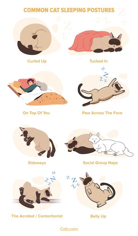 8 Most Common Cat Sleeping Positions And Meaning