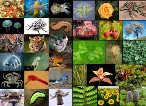 90 Of Plant And Animal Species On Earth Not Yet Discovered Impact Lab