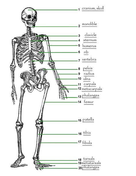 Learn different parts of the body in english with pictures: DIGITAL MEDIA DESIGN 2: PROJECT: STAGE 2