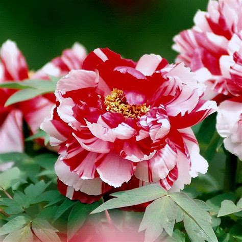 Tree Peony Shima Nishiki Dao Jin Nursery Of Ornamental Plants