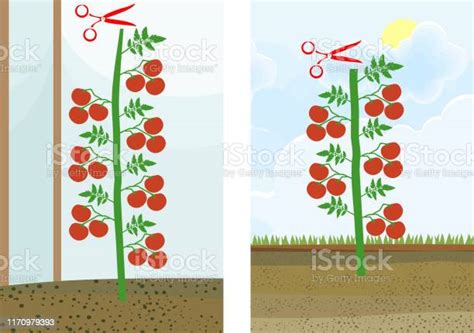 How To Prune Indeterminate Tomatoes Plant Tomato Pruning Scheme Stock