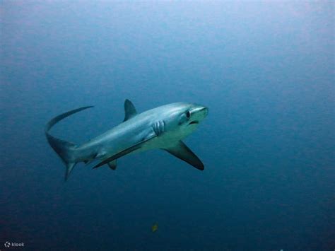 AOW Diver in Mindoro | Explore the Depths with PADI 5 Star Dive Resort