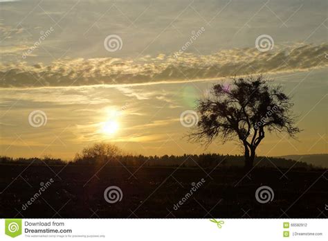 Sunset Against A Lone Tree Beautiful Stock Photo Image