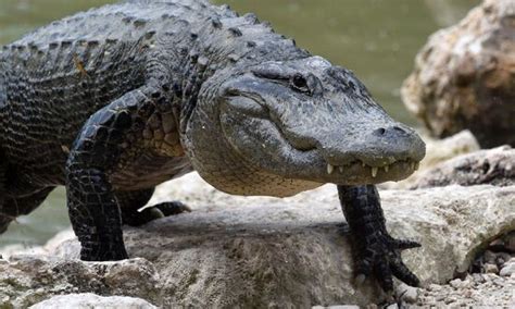 Alligator The Most Extreme Wiki Fandom