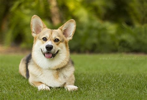 We are looking for people who are willing to spend the time and effort to. Wilson the San Diego Corgi, in Presidio Park! San Diego Pet Photographer Allison Shamrell ~ The Blog