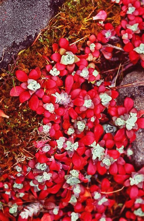 Cedar Lane Studio Red Sedum